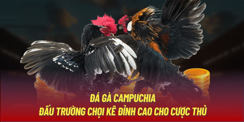 Đá Gà Campuchia | Đấu Trường Chọi Kê Đỉnh Cao Cho Cược Thủ