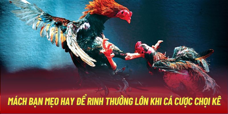 Mách bạn mẹo hay để rinh thưởng lớn khi cá cược chọi kê